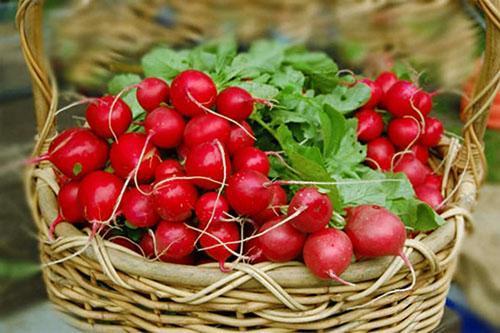 Radis savoureux juteux de votre jardin