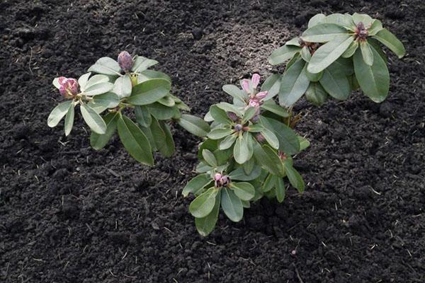 plantation de rhododendrons dans la région de Léningrad