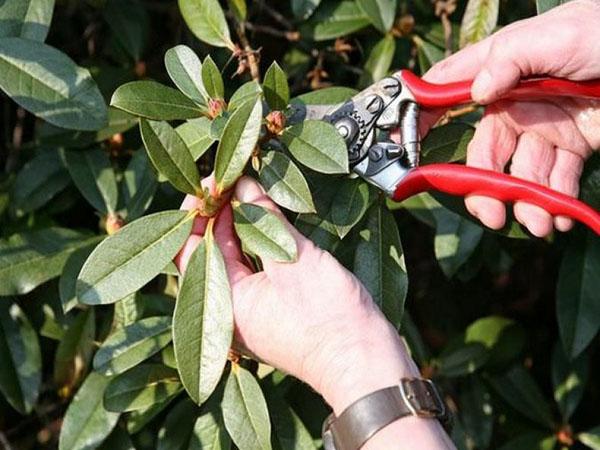 cuidado del rododendro