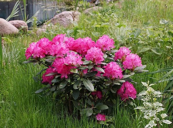 rhododendron helicki