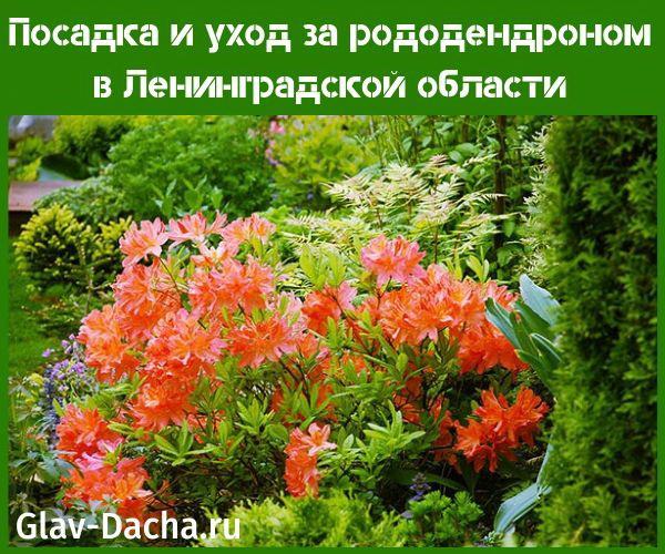 plantation et entretien du rhododendron dans la région de leningrad