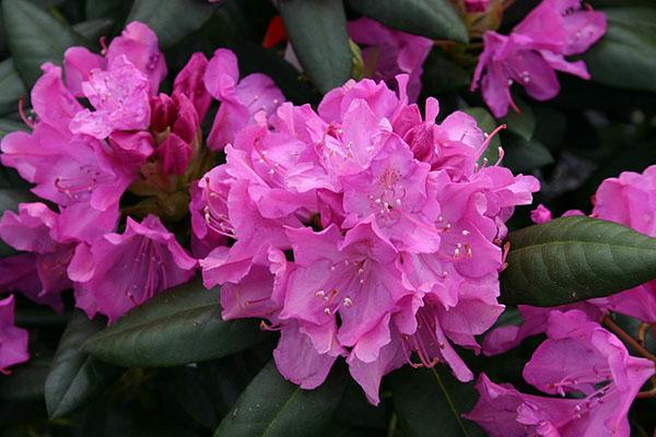 rododendro roseum elegans