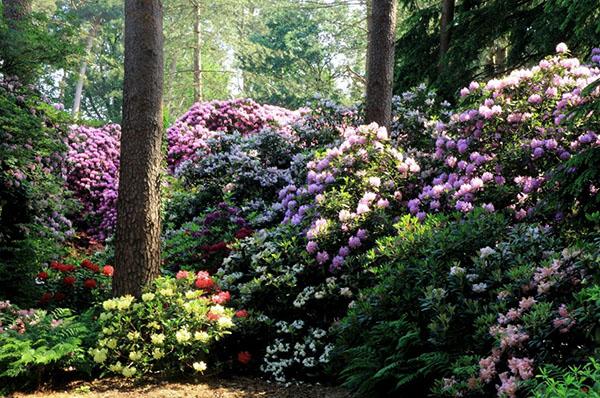 rododendros en el paisaje