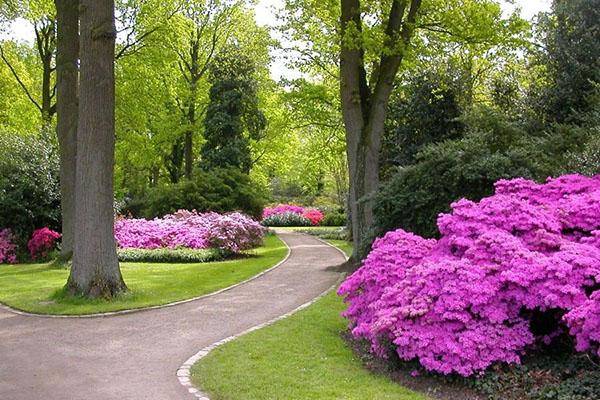 decoración del sitio con rododendros