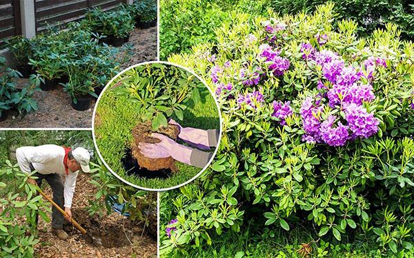 Cultivo de rododendros en Siberia.