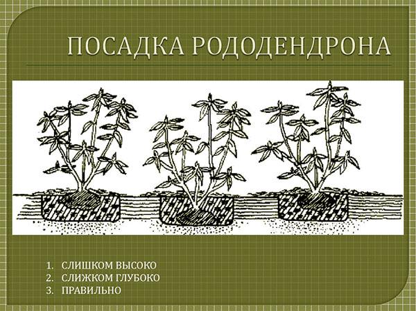 reglas de plantación de rododendros