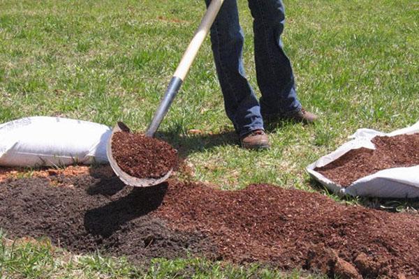 préparation du site pour la plantation de mûres