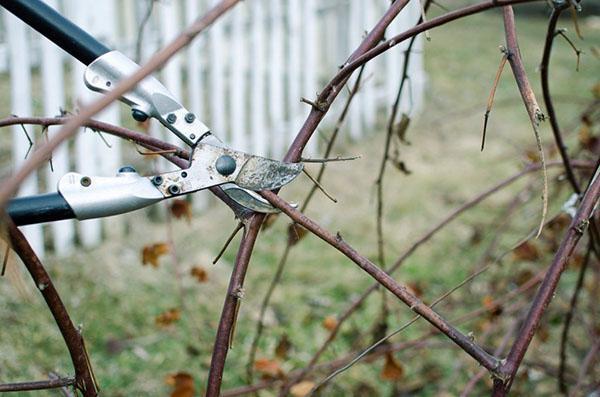 tailler les mûres en automne