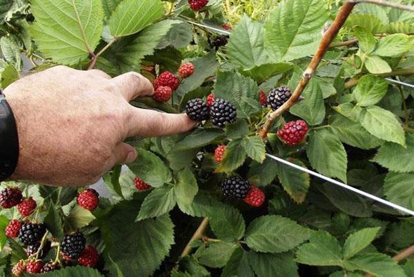 mûres de jardin à la campagne