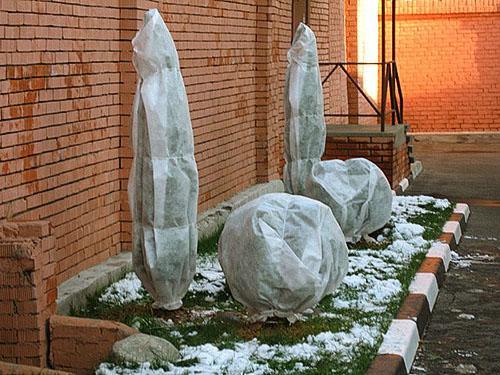 Refugio de madera de boj para el invierno.