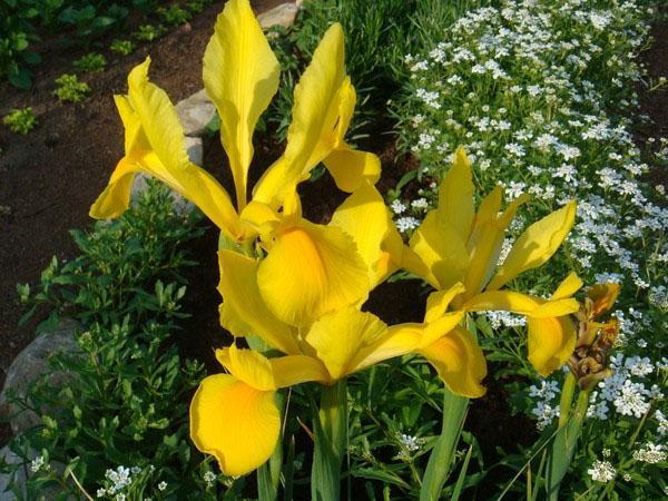 Flores de iris holandesas