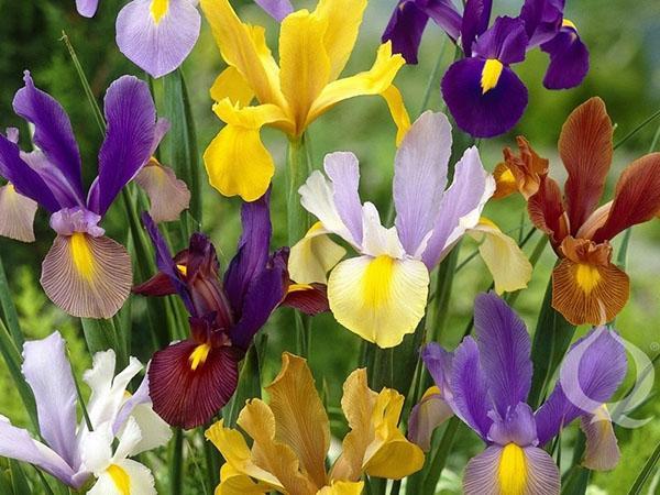 iris hollandais bulbeux