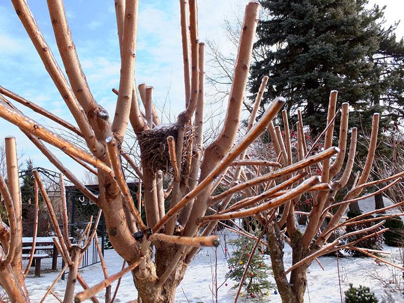 skumpii invernada