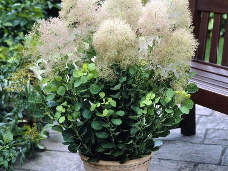 flores de scumpia