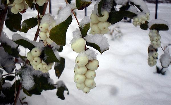 snowberry en invierno