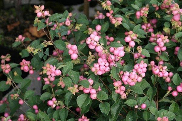 rosa snowberry