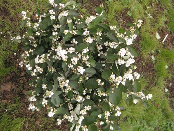 Snowberry fructífero