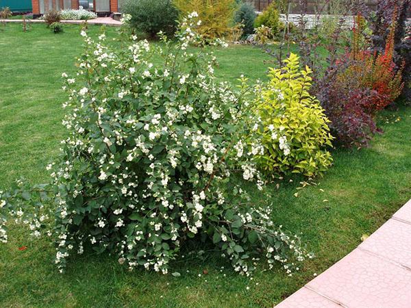 plantar y cuidar una snowberry