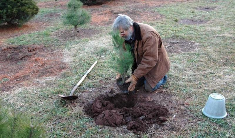 plantar una plántula