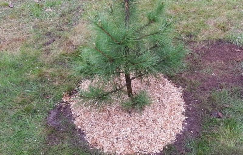 mulching de plántulas de pino