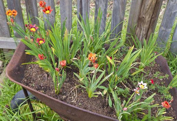 planter des sparaxis dans un mini parterre de fleurs