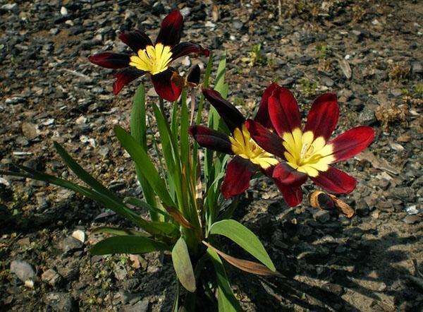fleurs de sparaxis tricolores