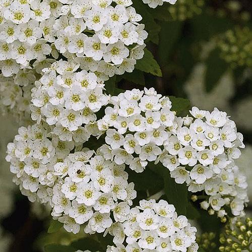 Inflorescences blanches comme neige de Vangutta