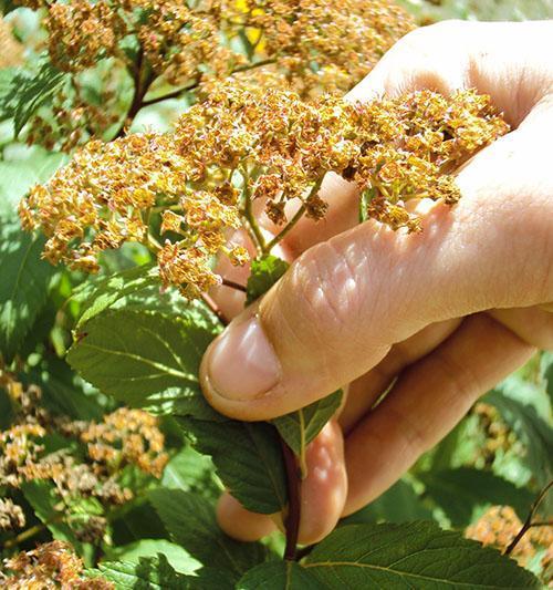 Poda de spirea después de la floración.