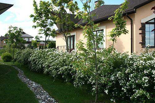 Spirea Wangutta en el diseño paisajístico del sitio.