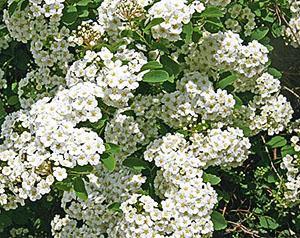 Spirea Wangutta