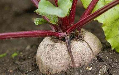 El cultivo de raíces ha alcanzado la madurez.