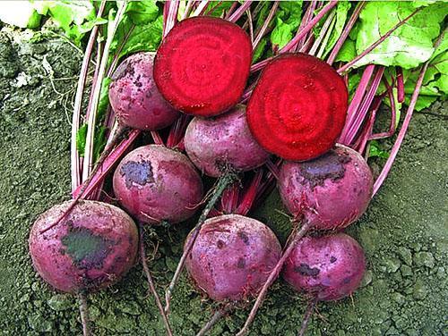 Bonne récolte dans le jardin de campagne