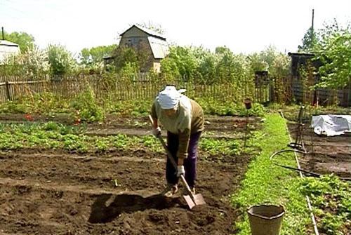 Preparando el suelo para plantar remolachas.