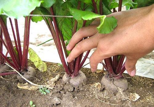 Les betteraves poussent dans le jardin