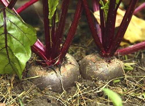 Planter des betteraves en plein champ