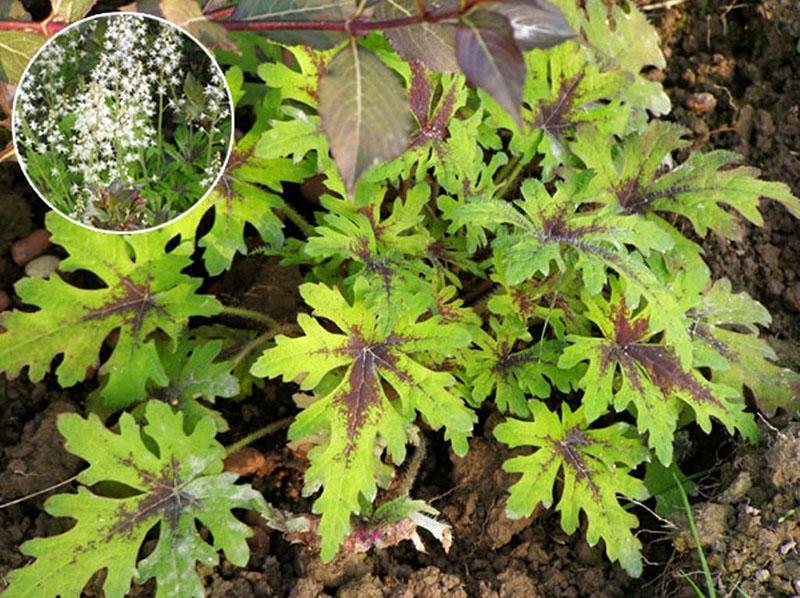 tiarella tombuctú