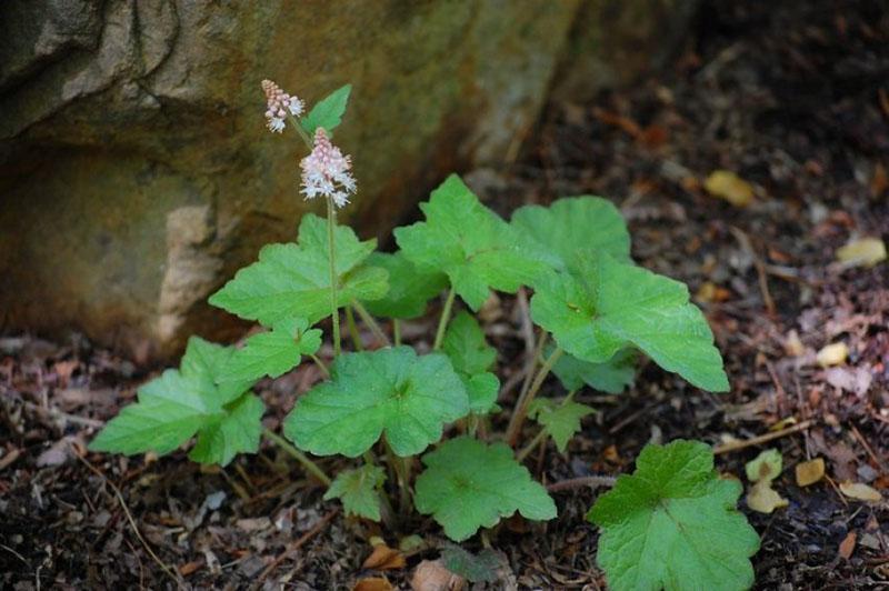 Plantar y cuidar tiarella al aire libre