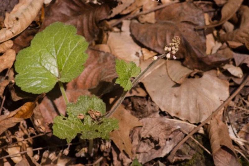 brotes de tiarella