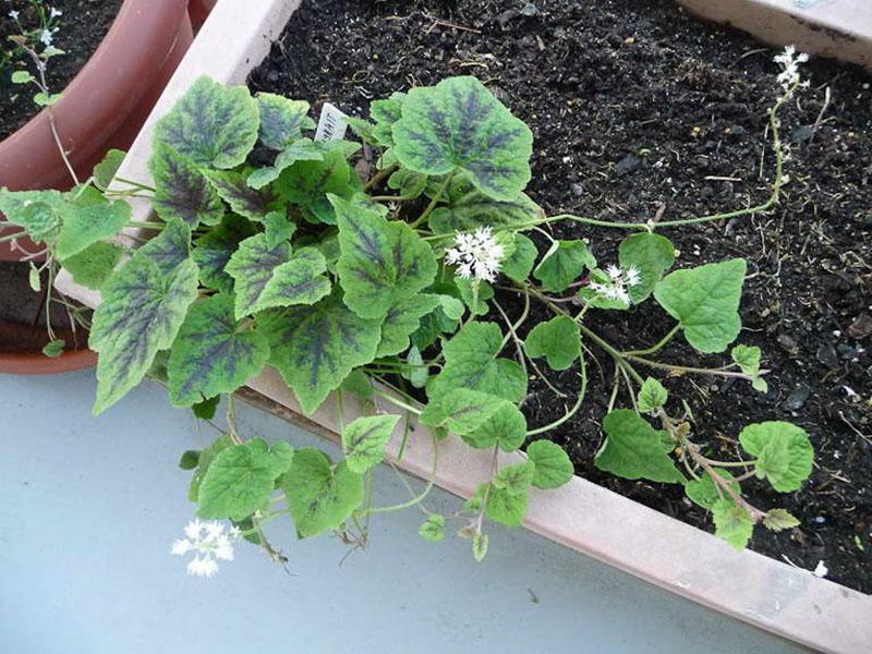 plántulas de tiarella