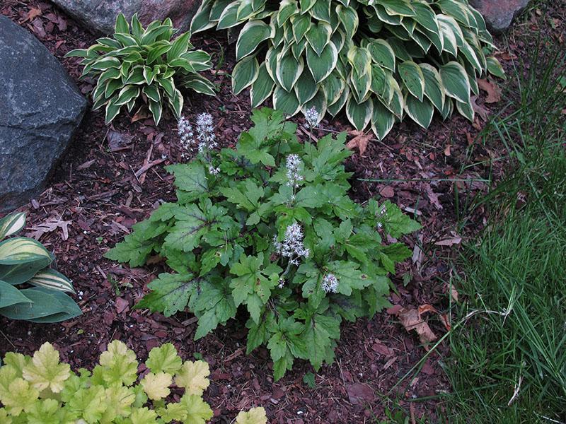 reglas para el cuidado de tiarella