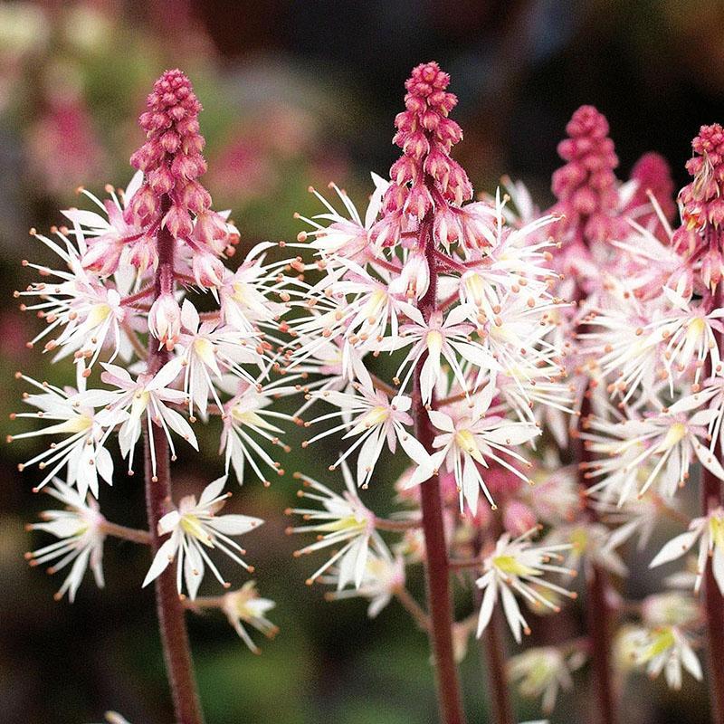 hermosa flor de tiarella