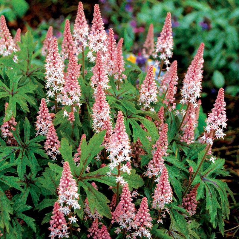 exuberantes arbustos de tiarella