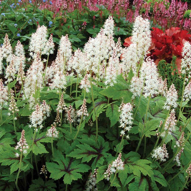 Néons Tiarella