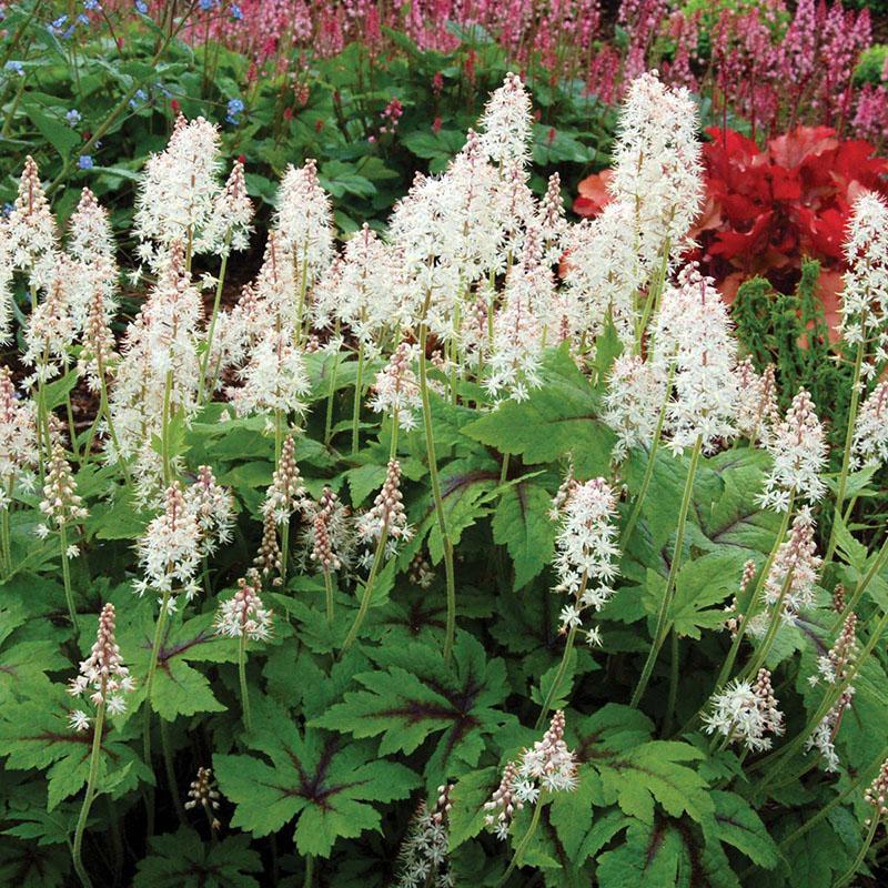 Luces de neón Tiarella