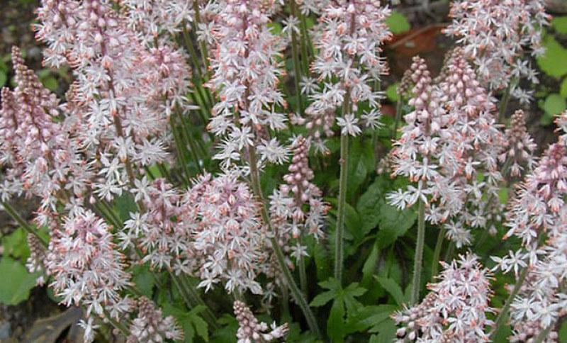 Variété Black Snowlake
