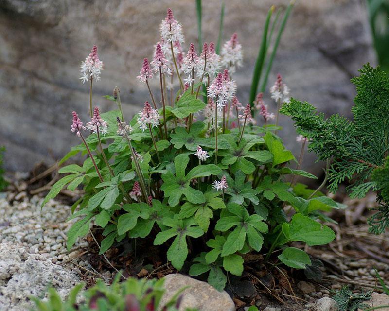 Tiarella Pink Skyrocket