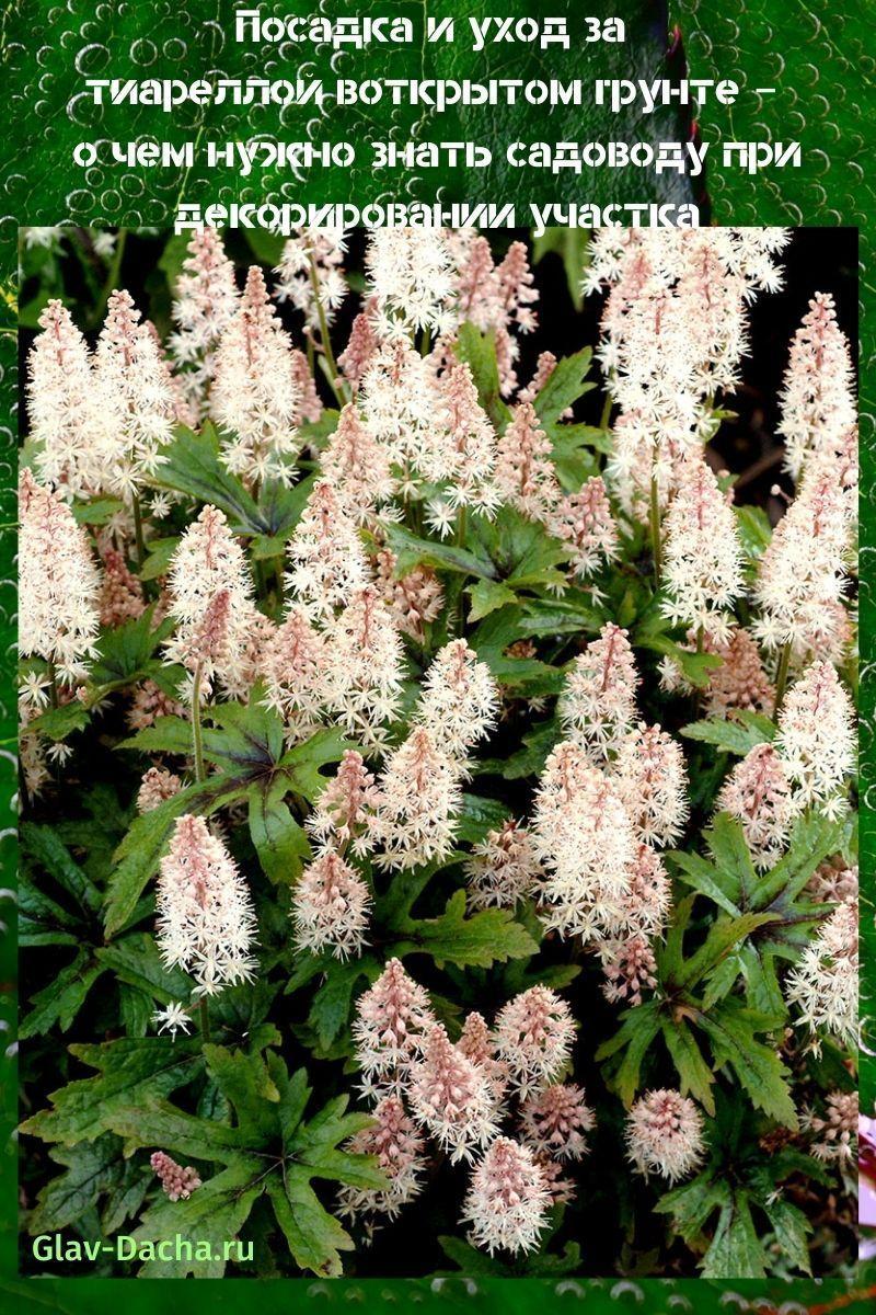 plantar y cuidar tiarella al aire libre