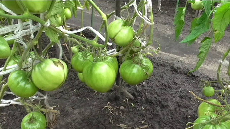 prendre soin d'une tomate Sevryuga