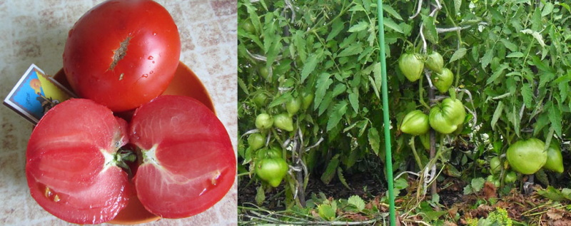 la formation de buissons de tomates