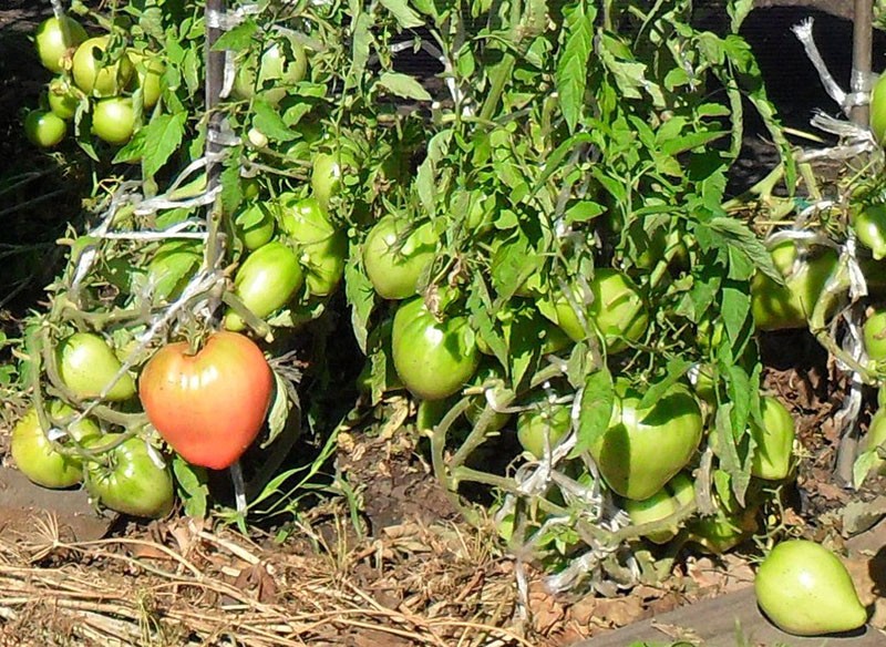 tomate Sevryuga à haut rendement